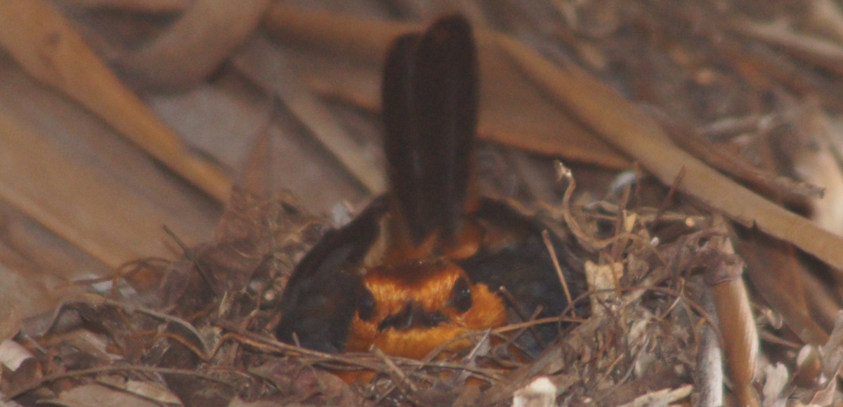 birds in the birdwatchhouse