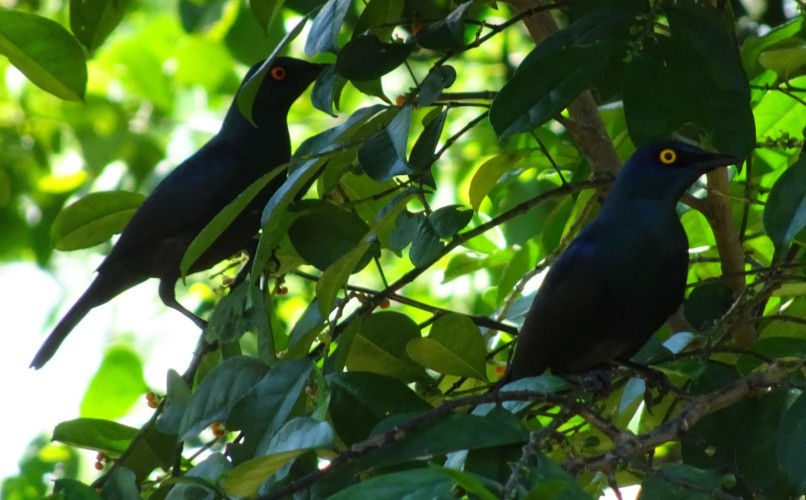 greater blue eared starling