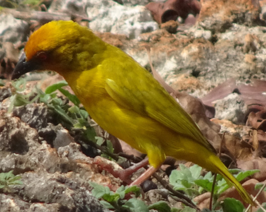 african golden weaver