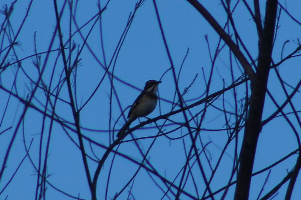 bearded scrub robin