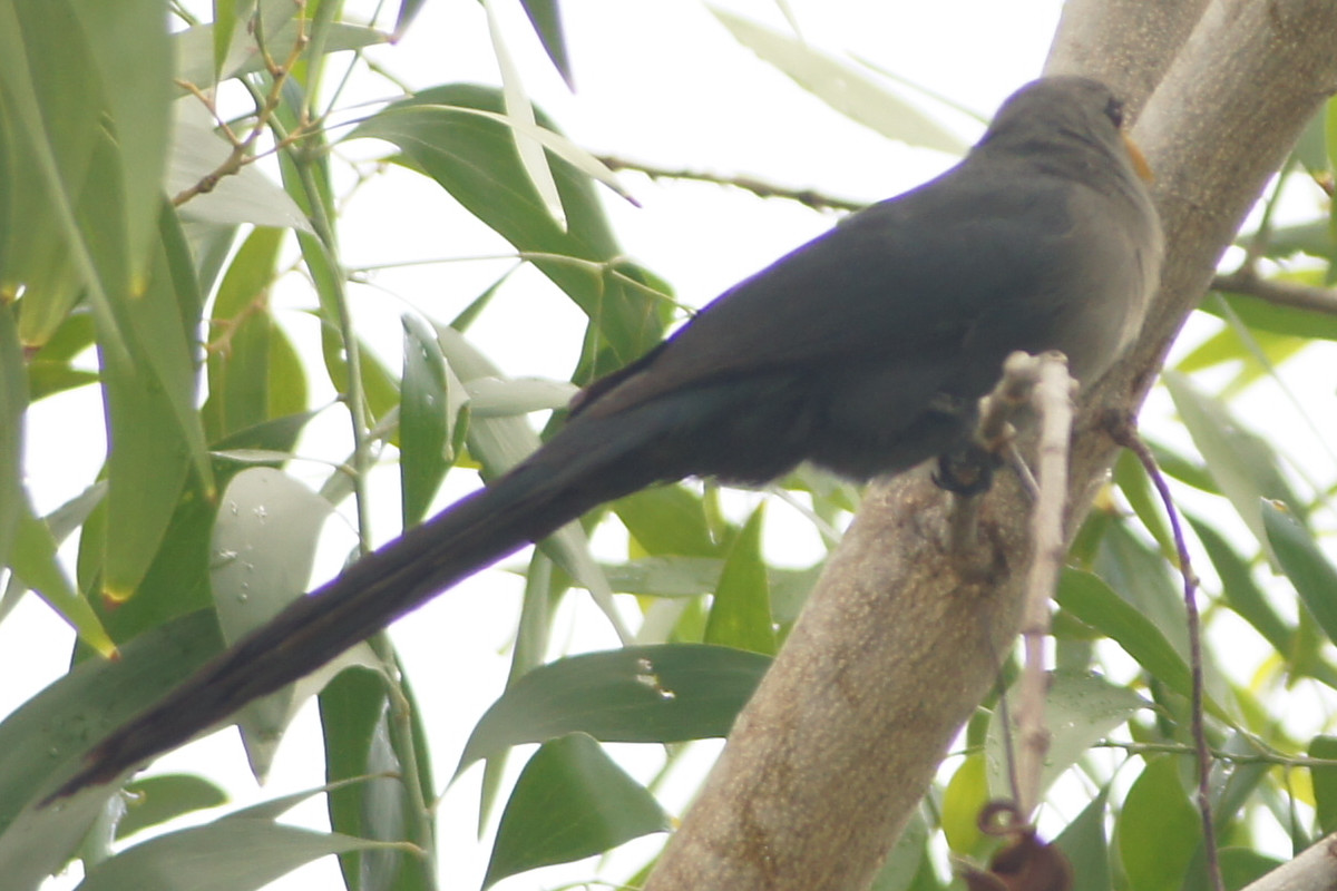 chattering yellowbill