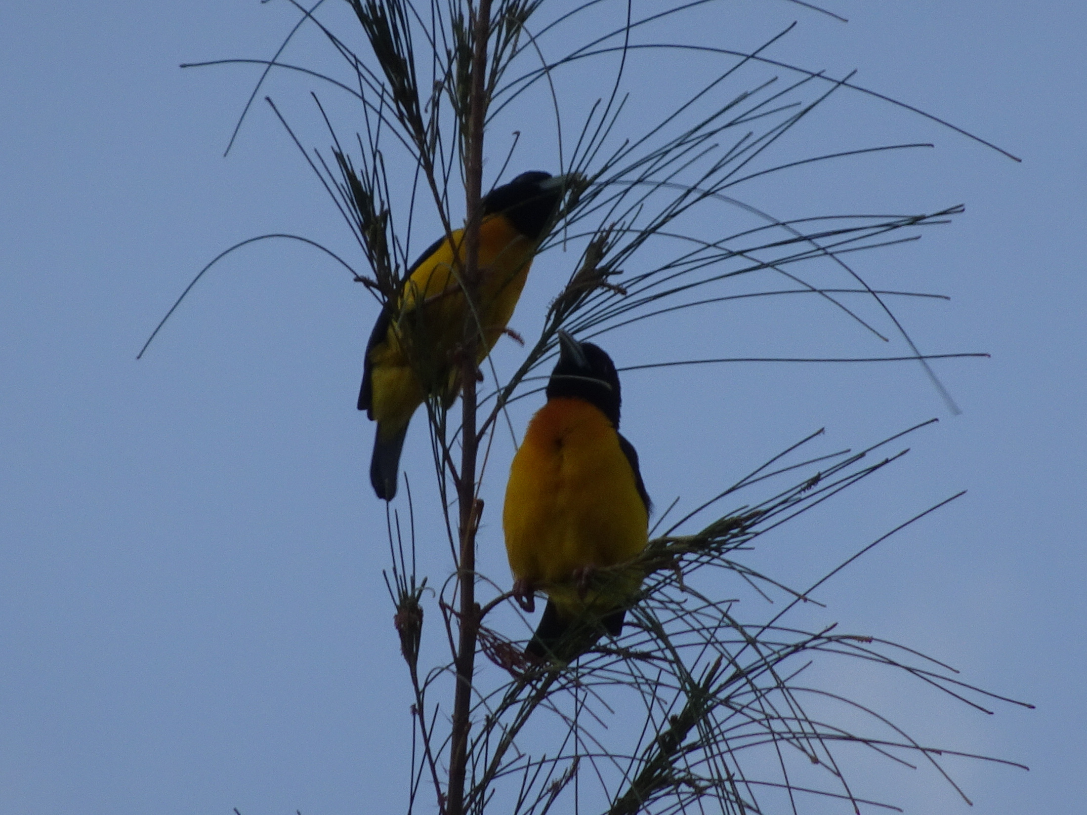 dark backed weaver