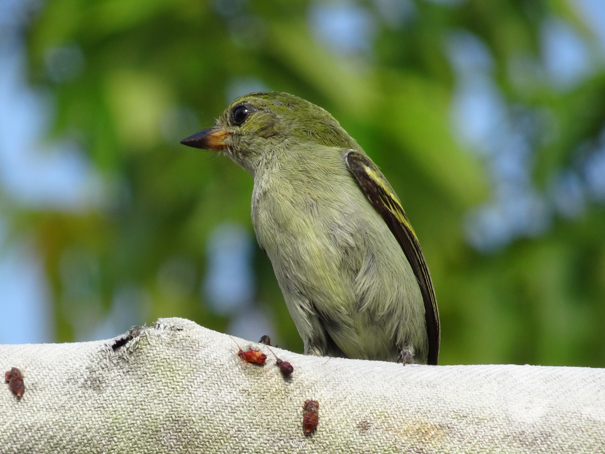 eastern green tinkerbird