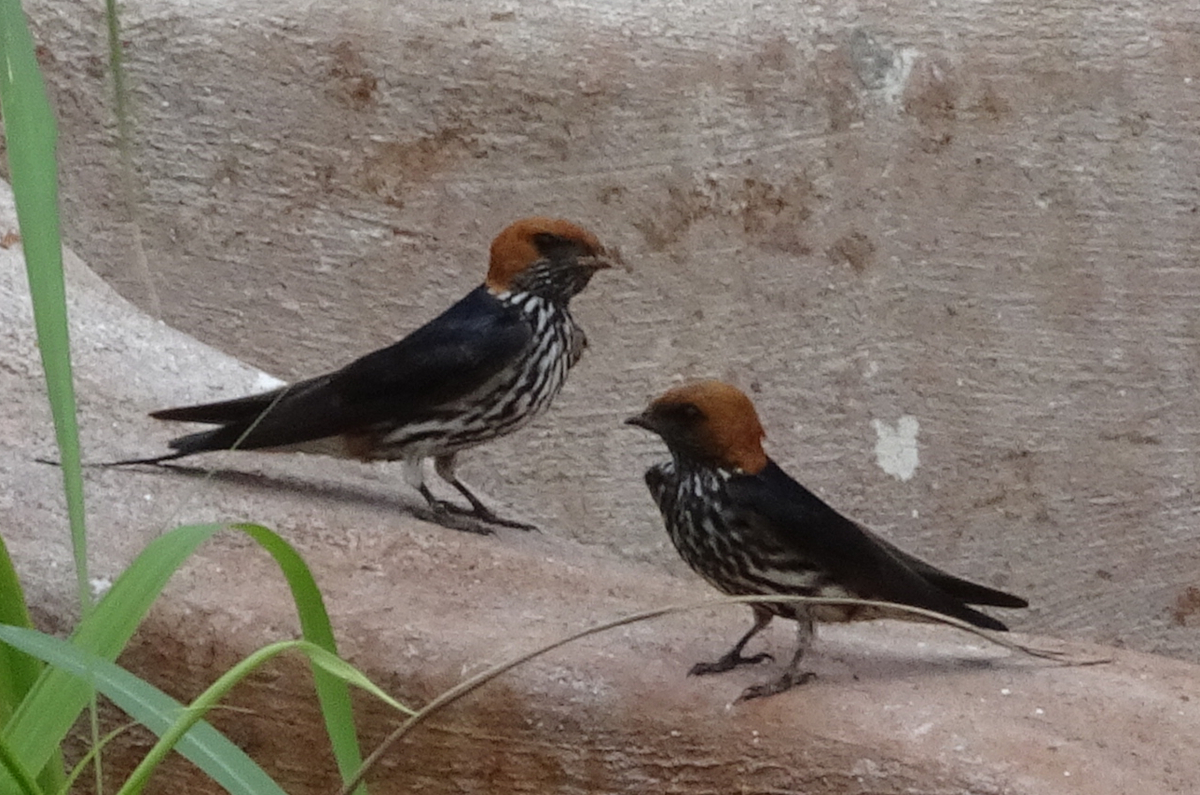 lesser striped swallow