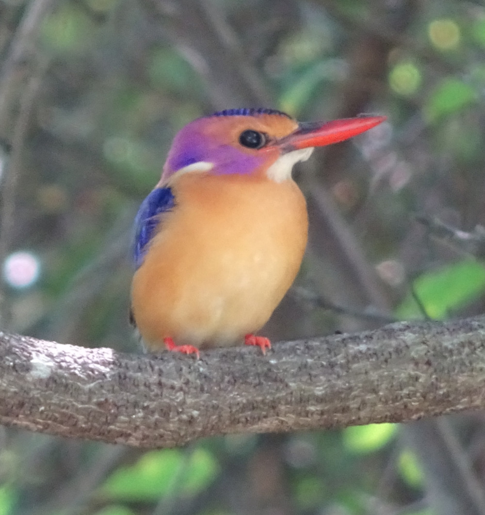 african pygmy king fisher