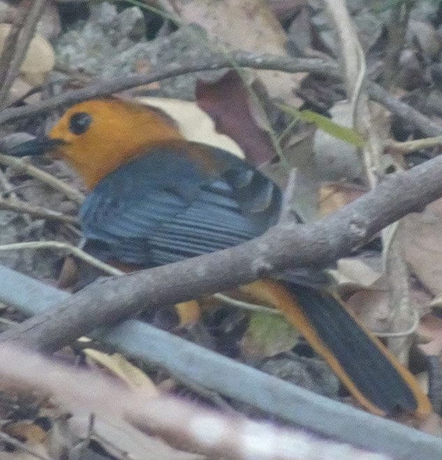 red capped robin chat