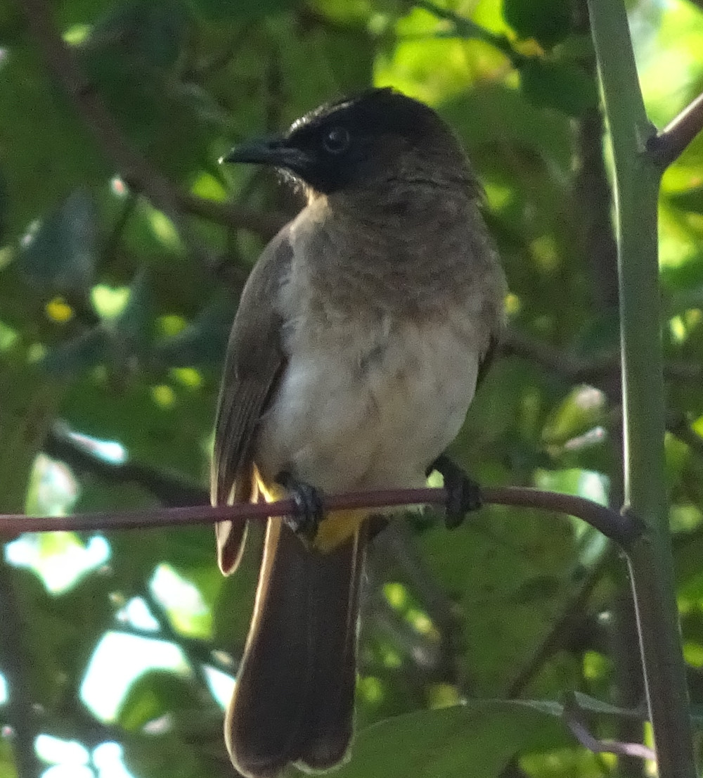 yellow vented bulbul