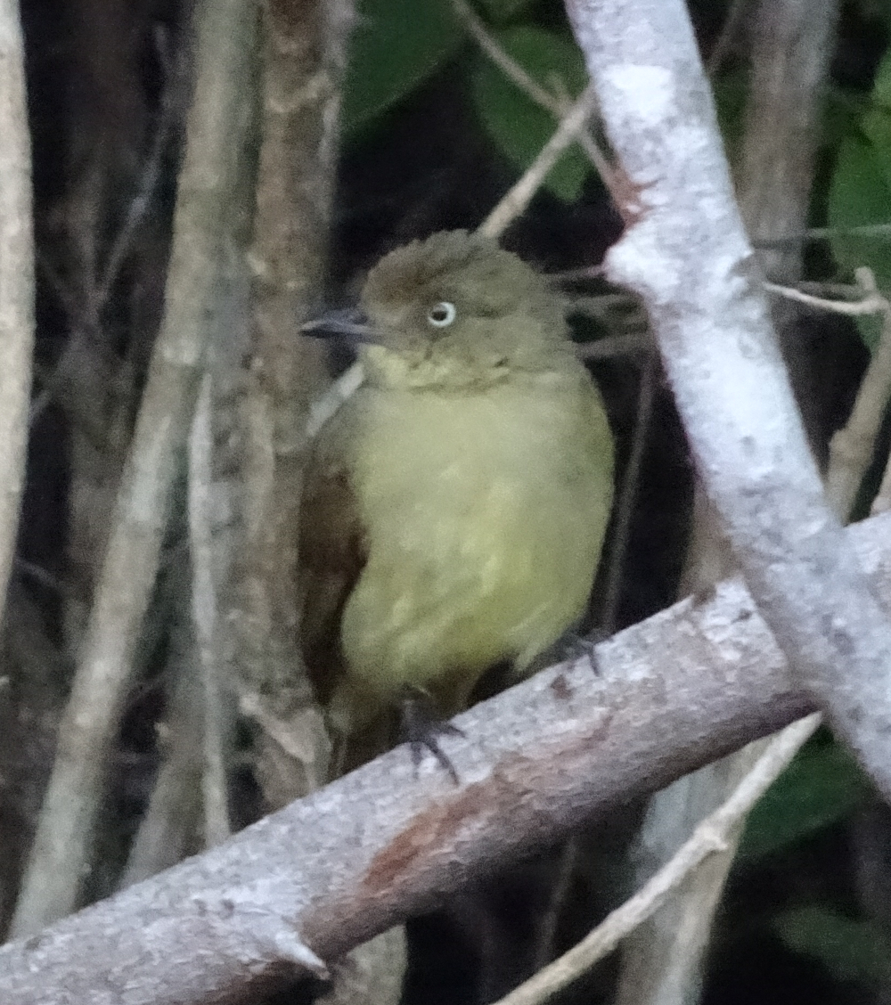 zanzibar sombre greenbul