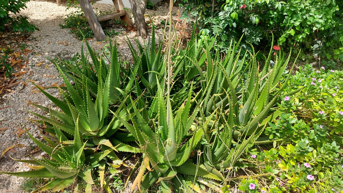 Aloe secundiflora