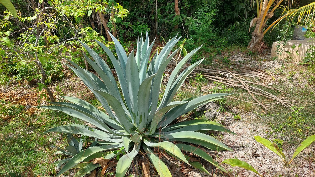 Agave americana