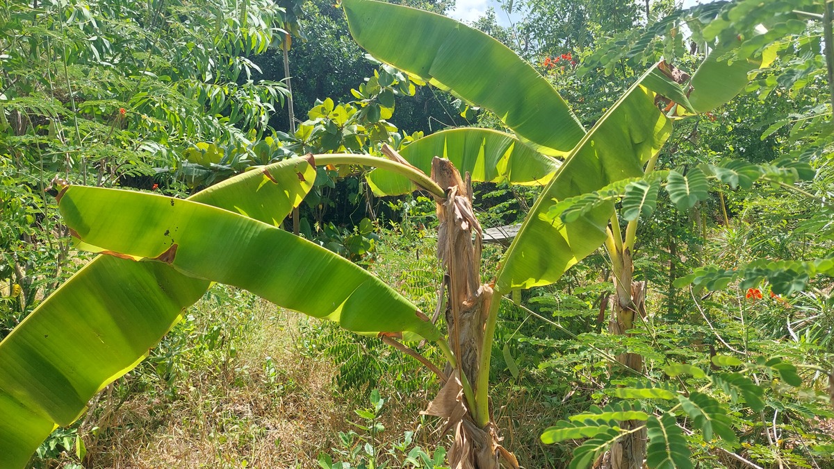 Musa paradisiaca