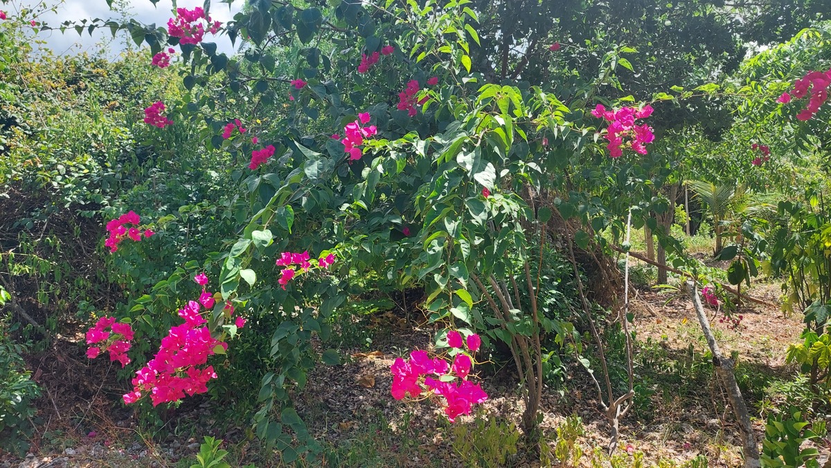 Bougainvillea glabra Choisy