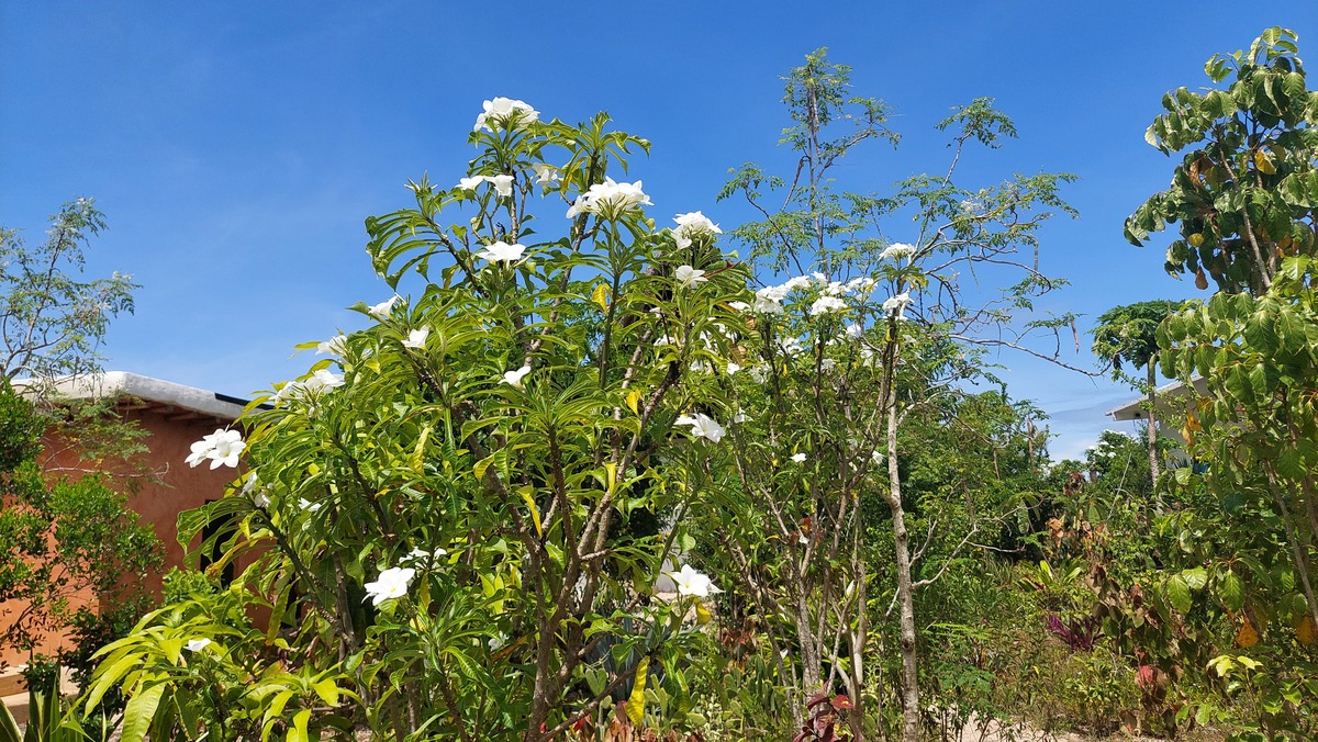 Plumeria pudica