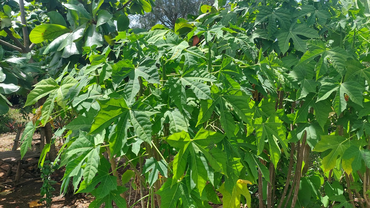 Cnidoscolus aconitifolius