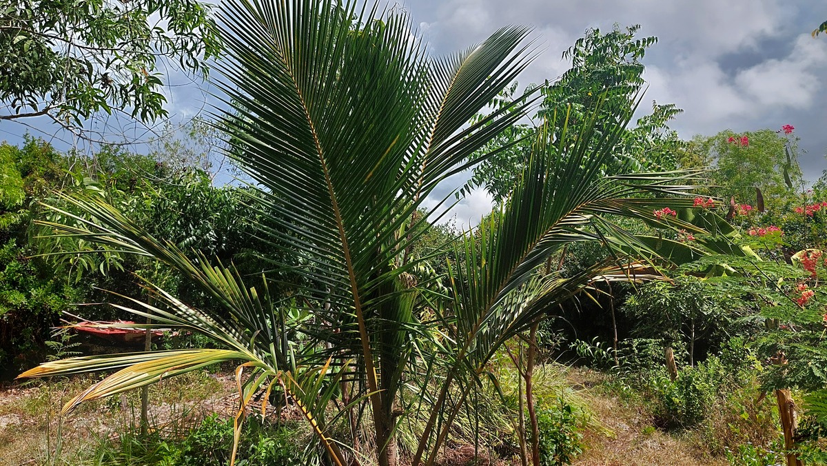 Cocos nucifera