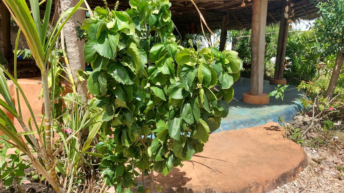 Acalypha wilkesiana