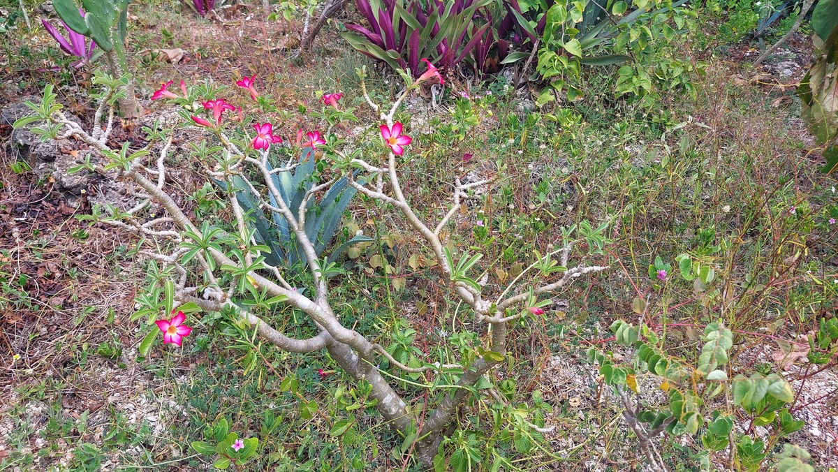 Adenium obesum