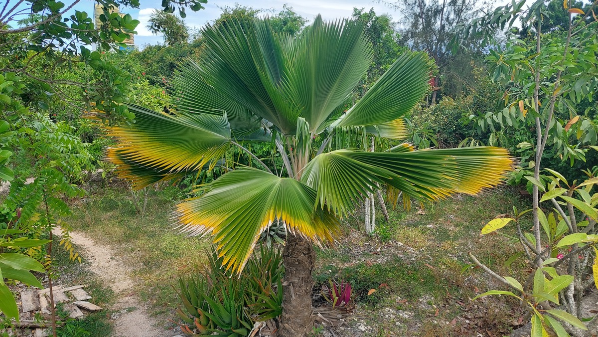 Pritchardia pacifica