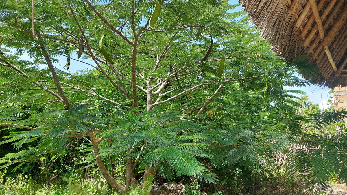 Delonix regia