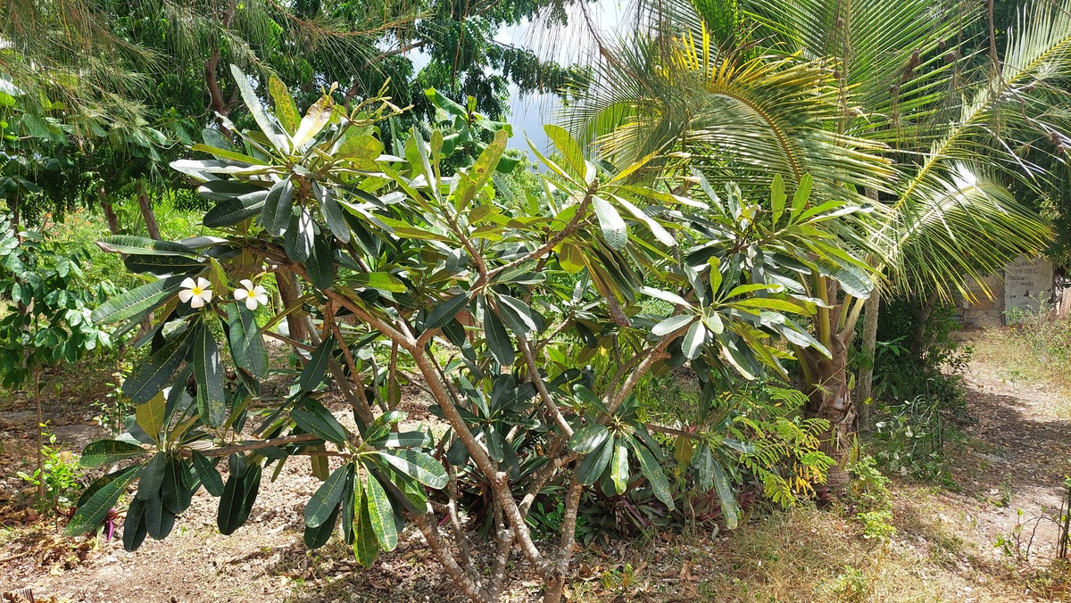 Plumeria_obtusa