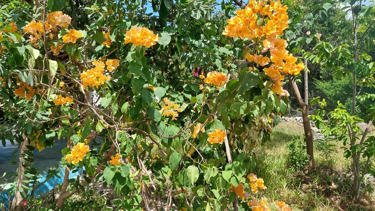 Bougainvillea spectabilis