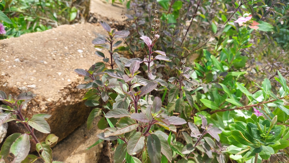 Ocimum tenuiflorum