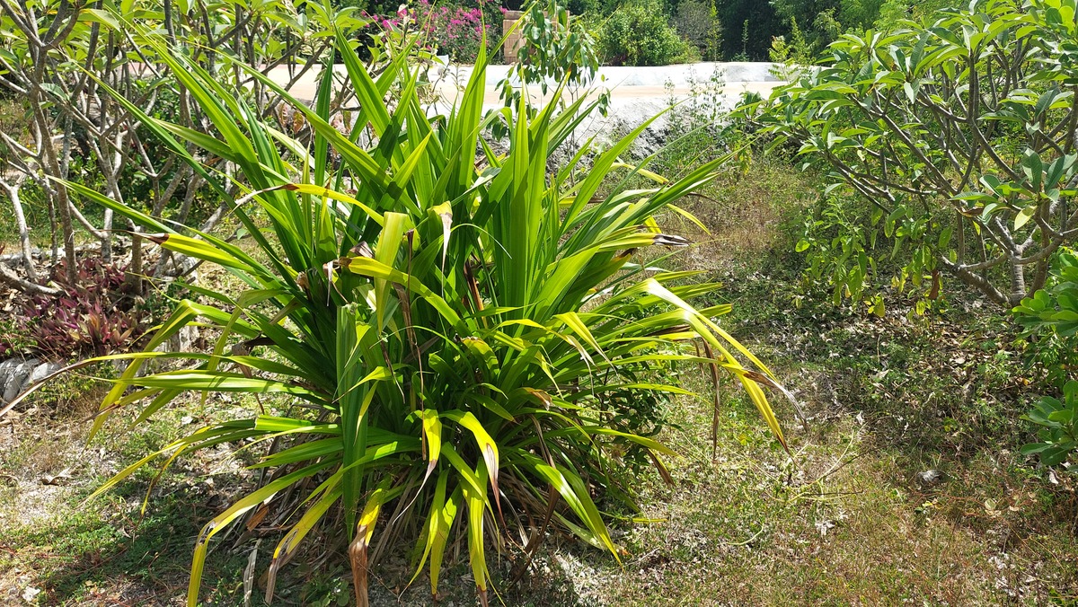 Crinum qsiaticum