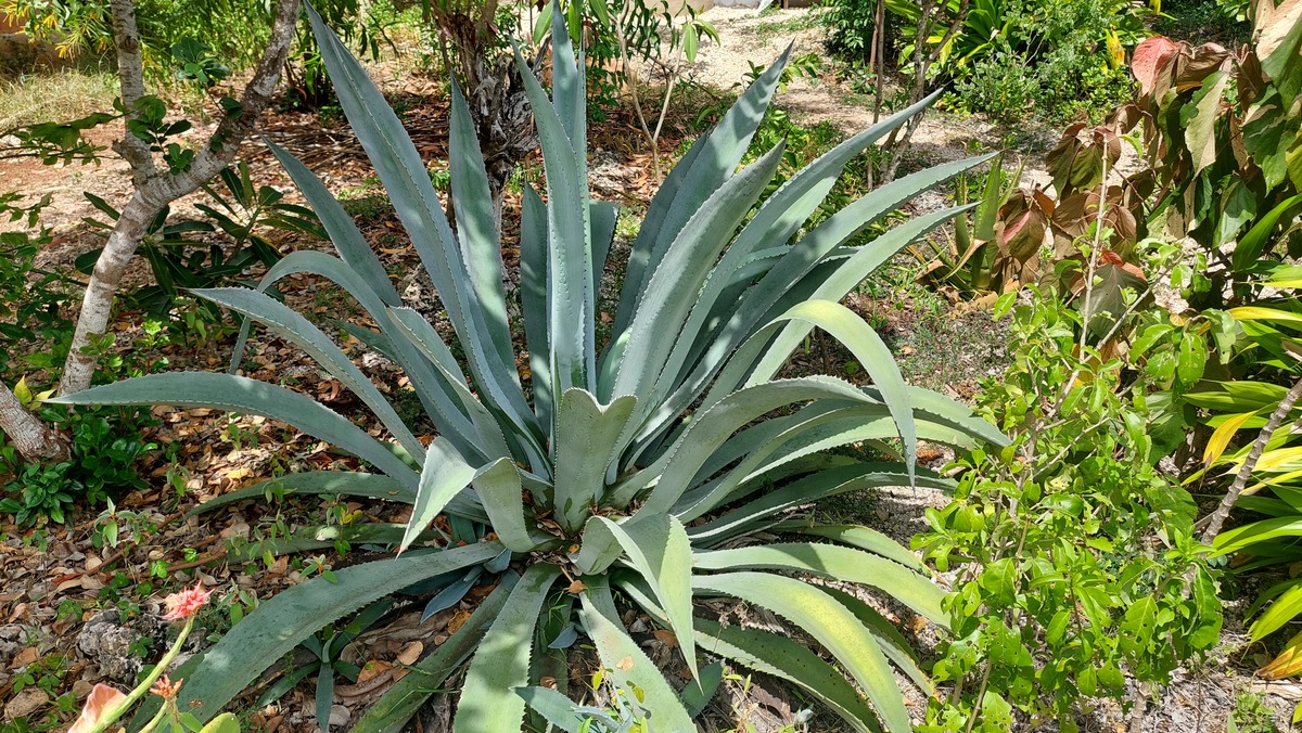 Agave sisalana