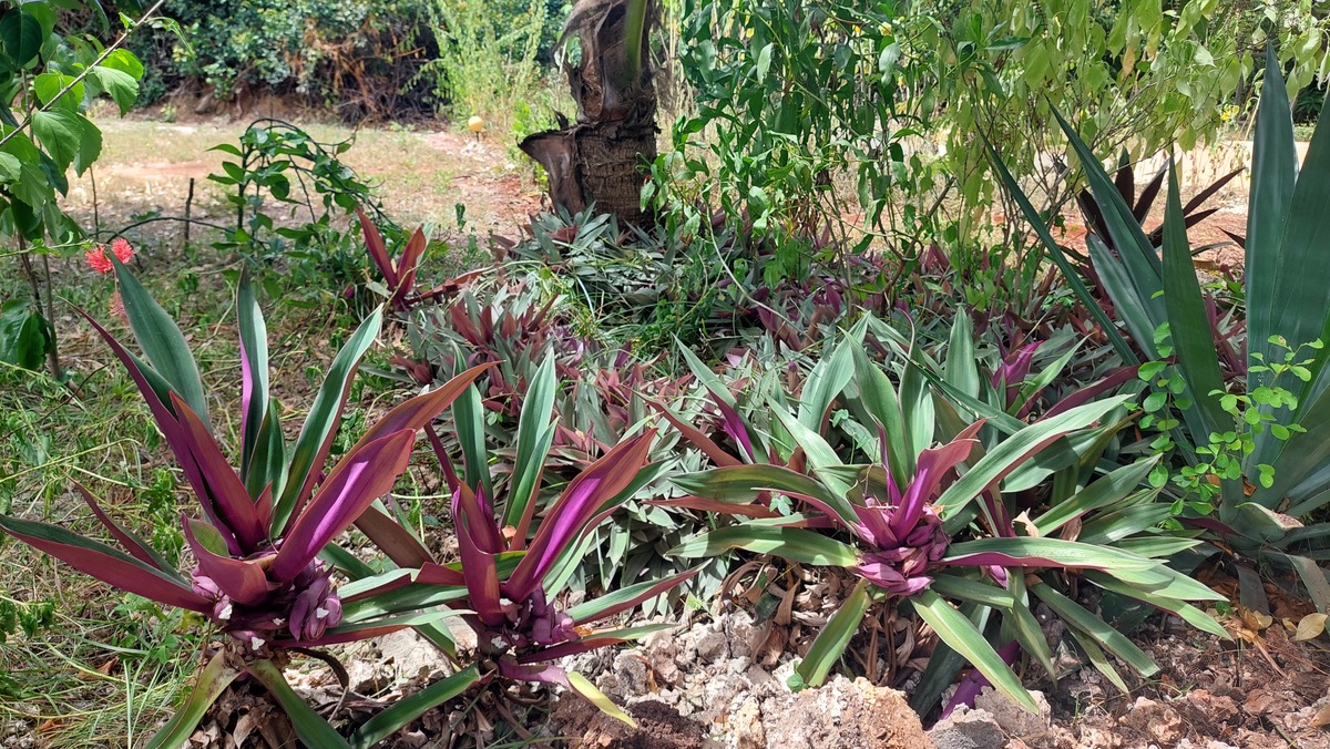 Tradescantia spathacea