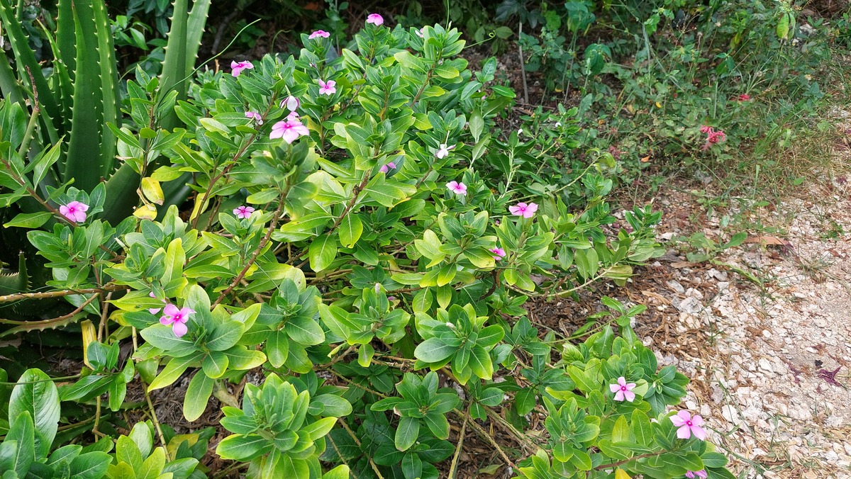 Catharanthus roseus