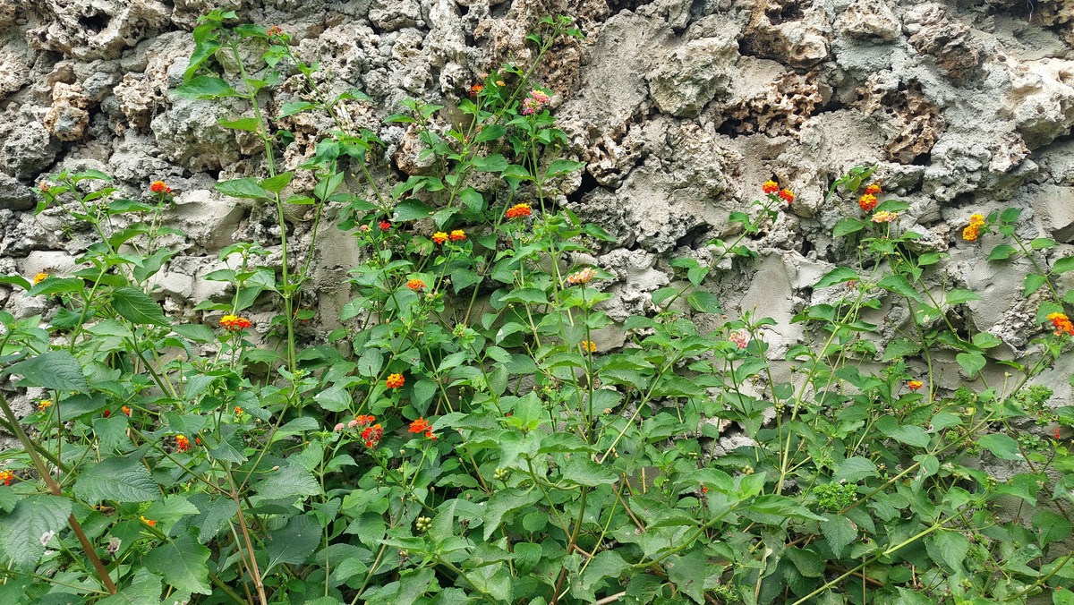 Lantana aculeata