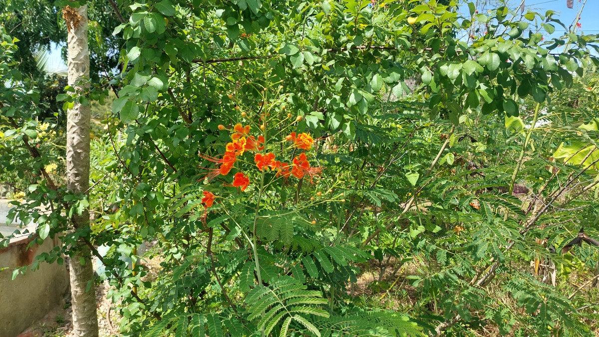 Caesalpinia pulcherrima