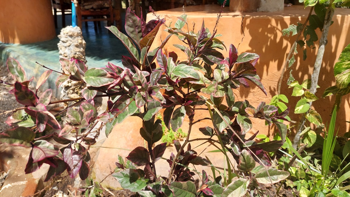 Pseuderanthemum carruthersii