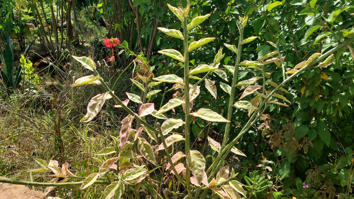 Euphorbia tithymaloides