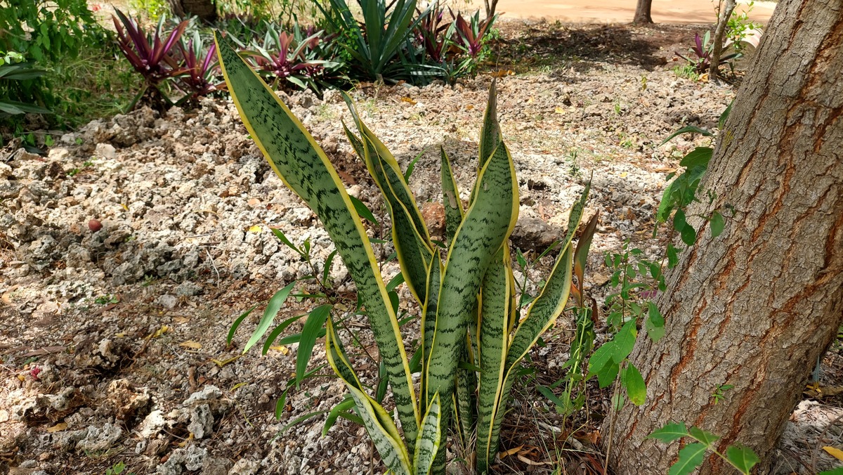 Sansevieria trifasciata