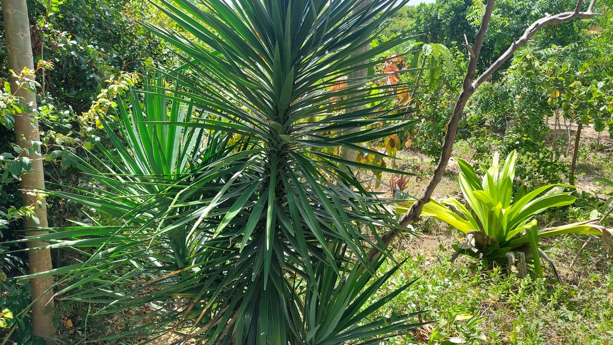 Yucca aloifolia