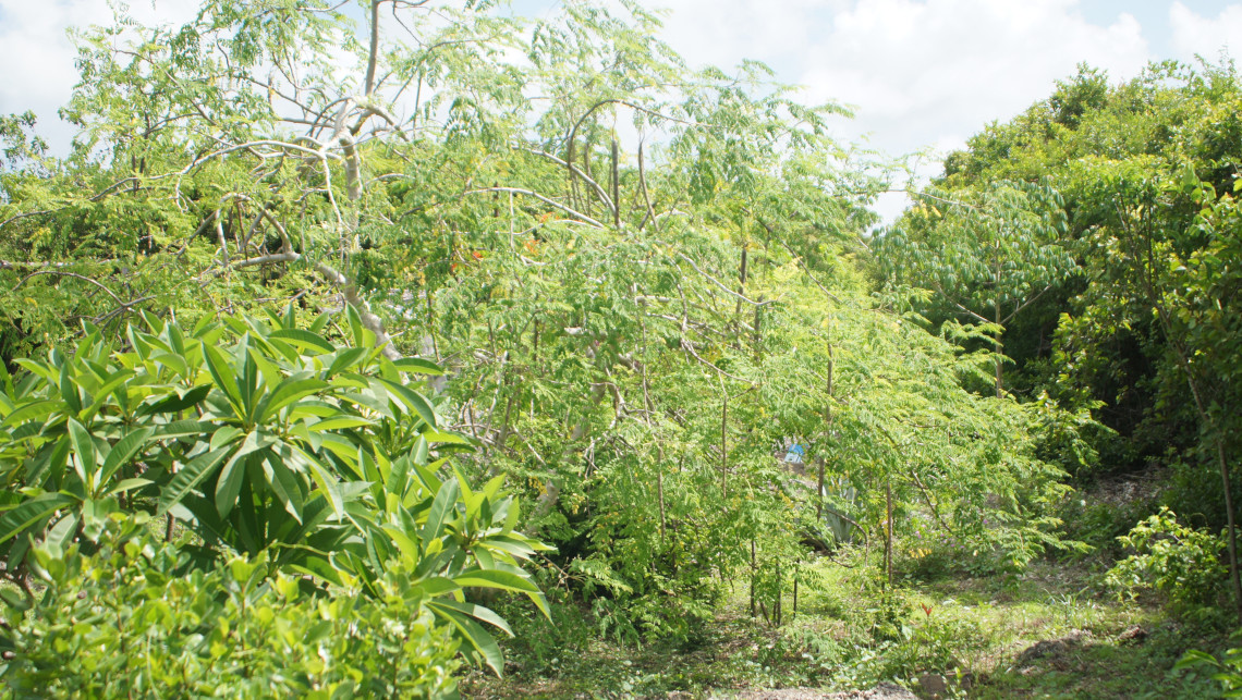 Moringa oleifera