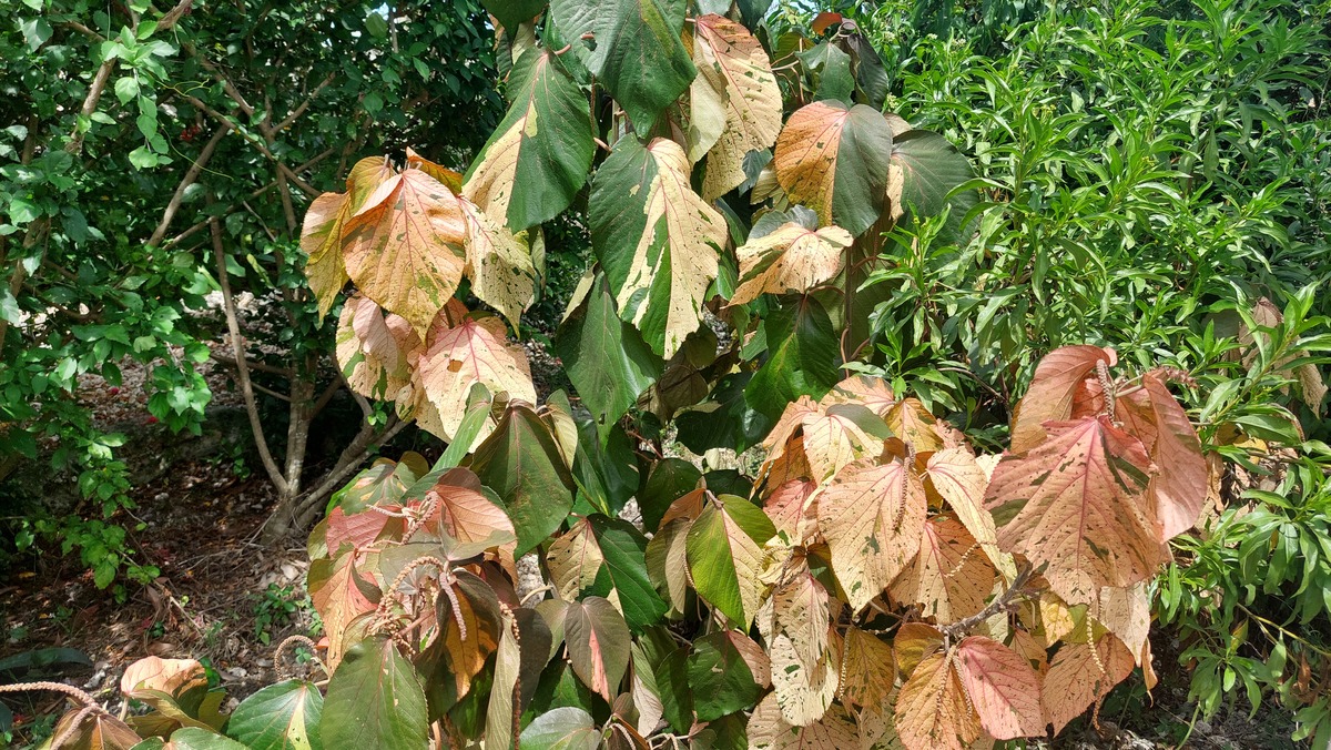 Acalypha wilkesiana