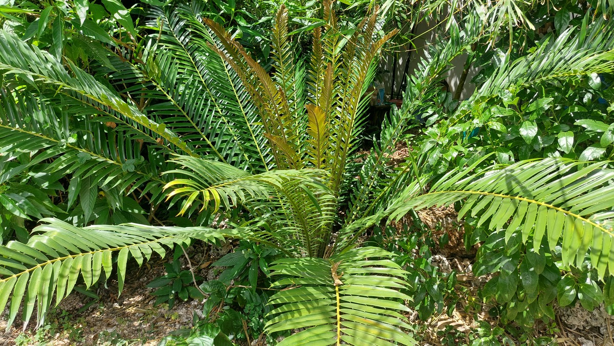 Blechnum brasiliense