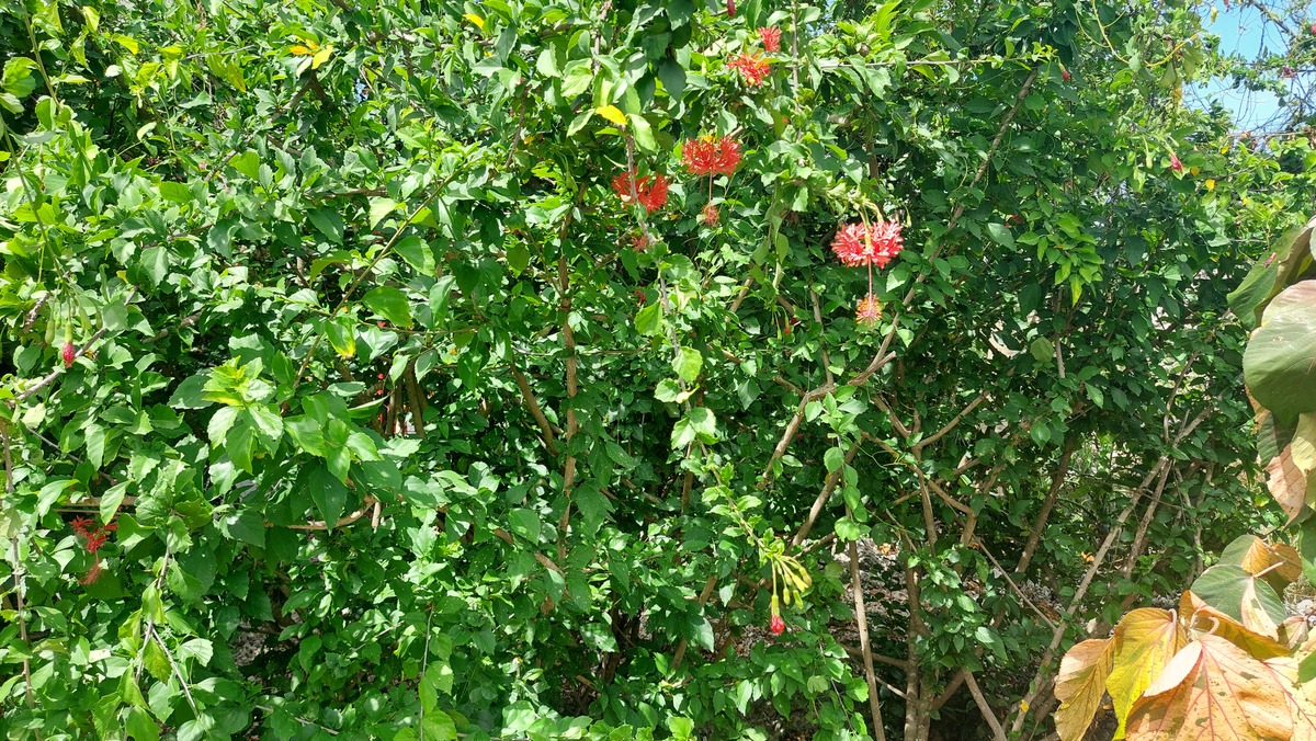 Hibiscus schizopetalus