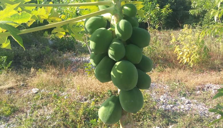 papaya tree growing fast and look like this after 9 month